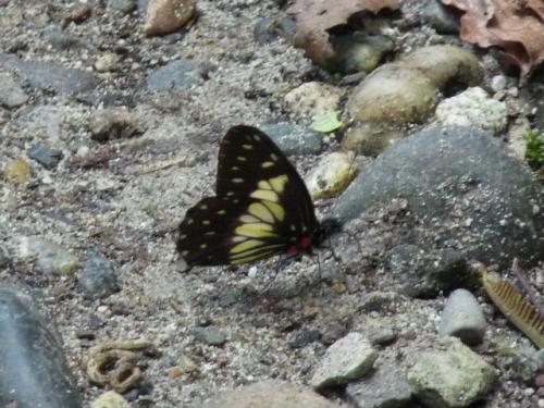 Catasticta sisamnus